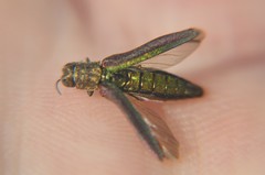 Agrilus rubrovittatus