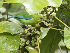 Chloropsis palawanensis