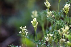 Astragalus bolanderi
