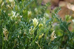 Astragalus bolanderi