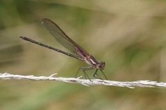Hetaerina americana