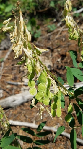 Deer Park Trail