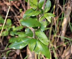 Lardizabala biternata