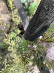 Cyanothamnus anemonifolius variabilis