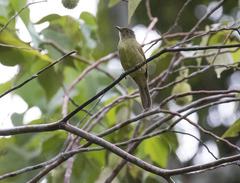 Iole palawanensis