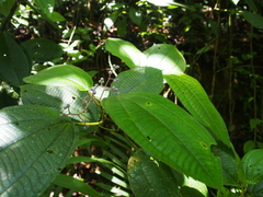 Miconia dorsiloba