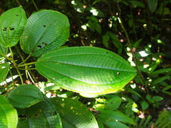 Miconia dorsiloba