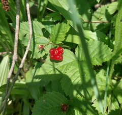 Rubus saxatilis