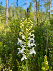 Platanthera blephariglottis blephariglottis