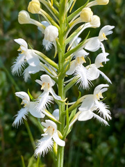 Platanthera blephariglottis blephariglottis
