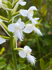 Platanthera blephariglottis blephariglottis