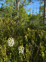 Platanthera blephariglottis blephariglottis