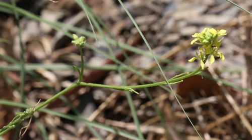 photo of Shortpod Mustard (Hirschfeldia incana)