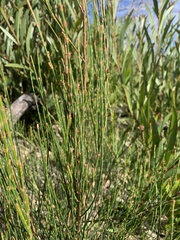 Allocasuarina rigida