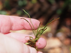 Cochlidium serrulatum