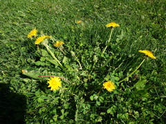 Taraxacum undulatiflorum