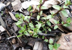 Gratiola sexdentata