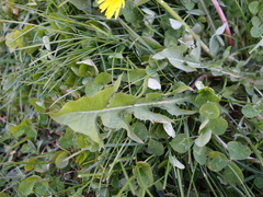 Taraxacum undulatiflorum