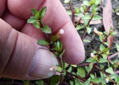 Gratiola sexdentata