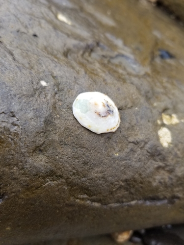 photo of Owl Limpet (Lottia gigantea)