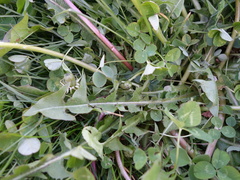 Taraxacum undulatiflorum
