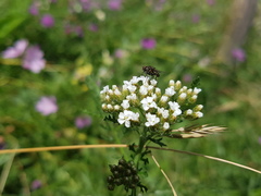 Brachycera