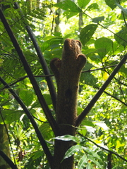 Cyathea polystichoides