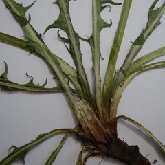Taraxacum undulatiflorum