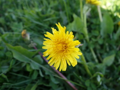 Taraxacum undulatiflorum