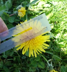 Taraxacum undulatiflorum
