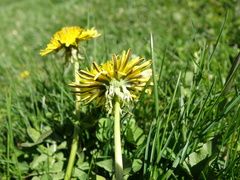 Taraxacum undulatiflorum