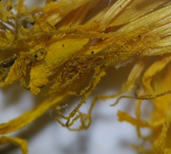 Taraxacum undulatiflorum