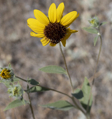 Helianthus exilis