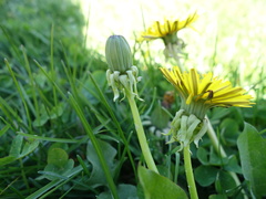 Taraxacum undulatiflorum