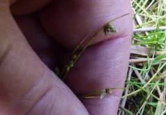 Isolepis setacea