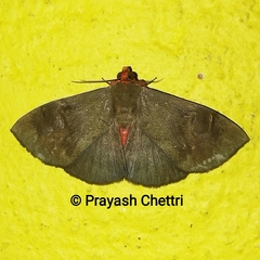 Calesia dasypterus