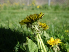 Taraxacum undulatiflorum