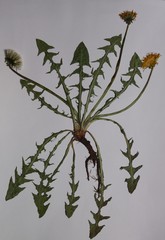 Taraxacum undulatiflorum