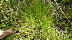 Isolepis setacea