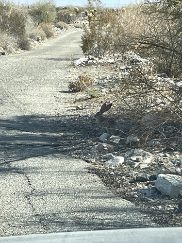 iNaturalist observation photo of Black-tailed Jackrabbit