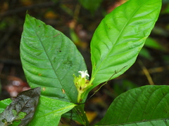Palicourea suerrensis