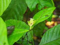 Palicourea suerrensis