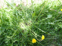 Taraxacum proximum
