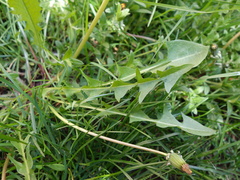 Taraxacum proximum