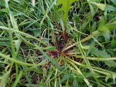 Taraxacum proximum
