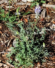 Lupinus lepidus sellulus