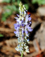 Lupinus lepidus sellulus
