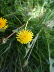 Taraxacum proximum