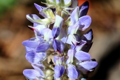 Lupinus lepidus sellulus