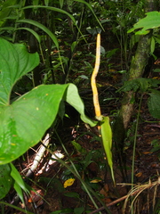 Anthurium ochranthum